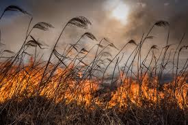 Farm land in Eastern Cape destroyed in fire
