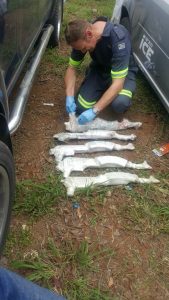 Arms smugglers caught red hand near Komatipoort border