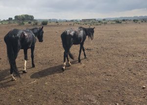 Horses meant to patrol SA borders found emaciated