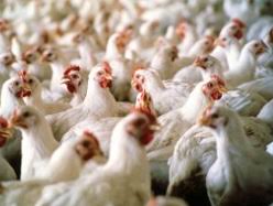 More than 12,000 jobs in poultry industry can be lost - SA industry was harmed by ANC regime when tons of frozen, poorer quality chicken carcasses where imported from USA