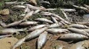 Ecological disaster strikes Natal - 1,600 million liters of oil and acid are dumped into the river, killing thousands of fish and losing vegetation