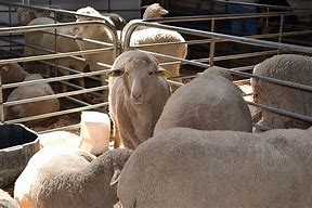 Livestock actions banned in Gauteng, Mpumalanga and Limpopo following outbreak of foot-and-mouth disease – consumers can prepare themselves for some hefty price increases for meat products