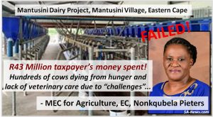 suffering and death of hundreds of milk cows - is the Mantusini Dairy Project in Mantusini Village, Port St Johns, Eastern Cape