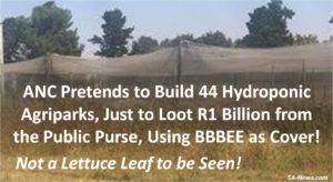 Another ANC BEE Looting Scheme! This Time Disguised as Hydroponic Agriparks to Loot R1 Billion with no Sign of Lettuce Being Produced!